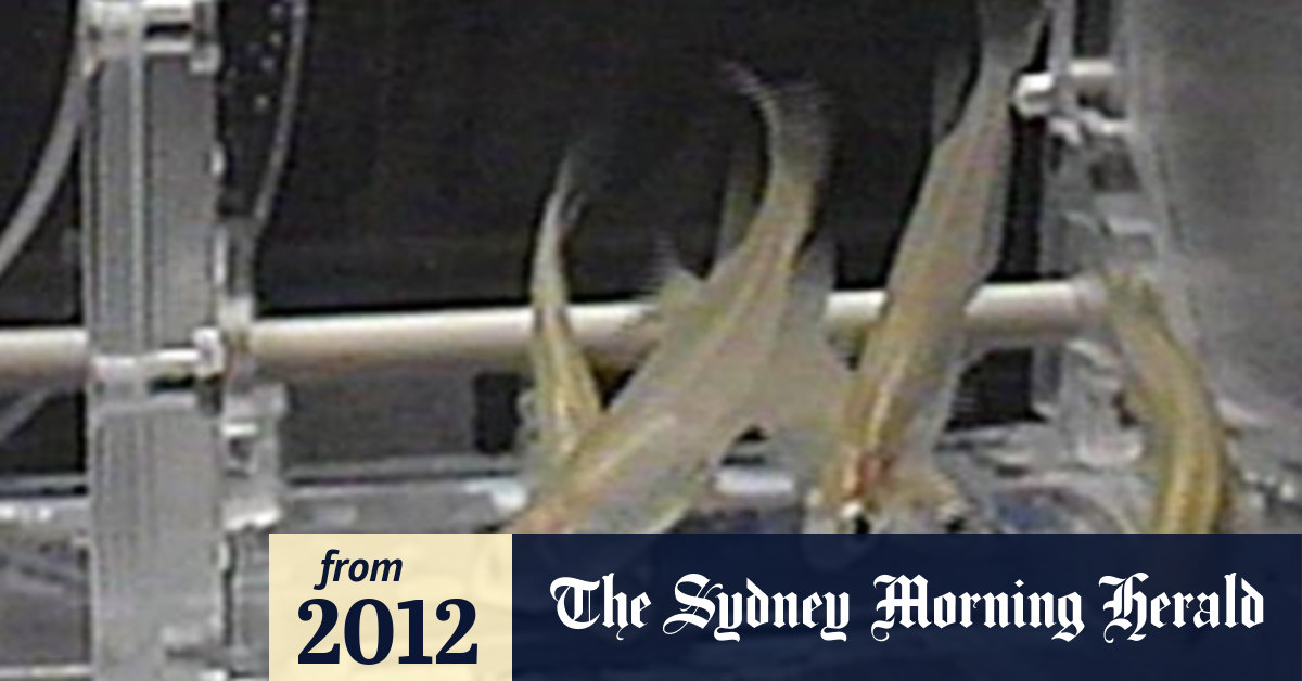 'A first for fish in space'